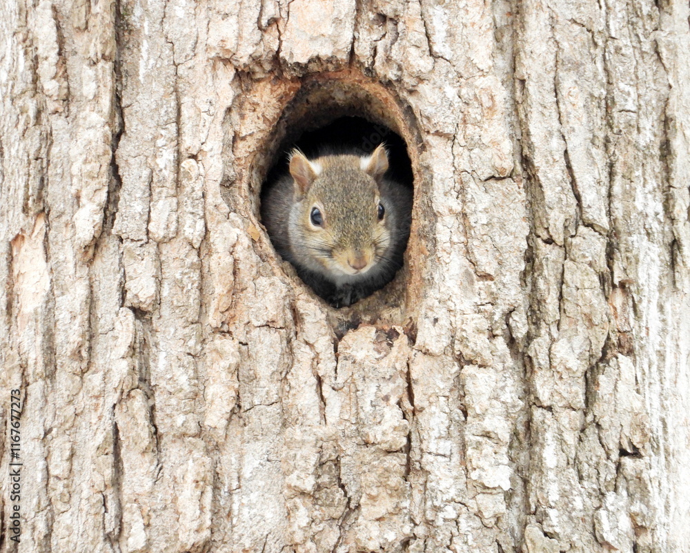 Squirrel In a Tree Hole - Cute Animal Wildlife Squirrel In a Tree Hole - Cute Animal Wildlife