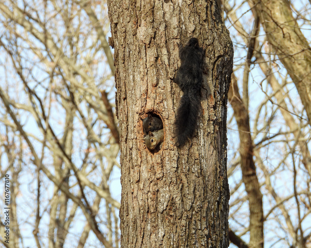 Squirrel In a Tree Hole - Cute Animal Wildlife Squirrel In a Tree Hole - Cute Animal Wildlife