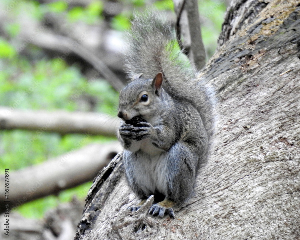 Squirrel - Cute Animal Wildlife - North American Tree Squirrels Squirrel - Cute Animal Wildlife - North American Tree Squirrels