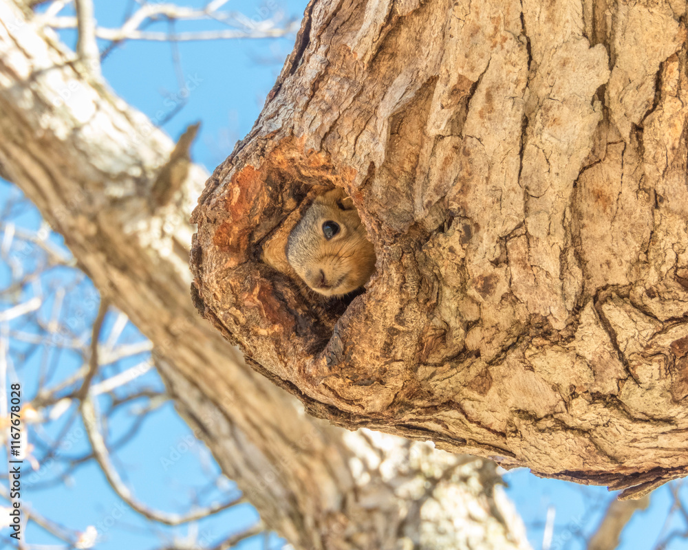 Squirrel - Cute Animal Wildlife - North American Tree Squirrels Squirrel - Cute Animal Wildlife - North American Tree Squirrels