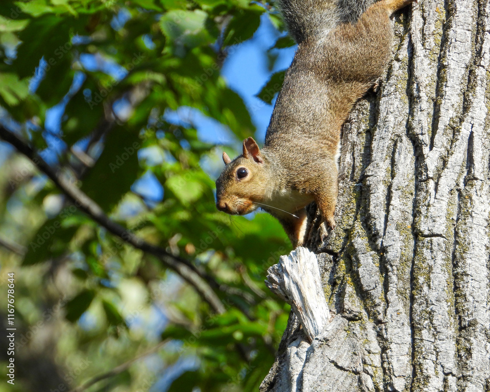 Squirrel - Cute Animal Wildlife - North American Tree Squirrels Squirrel - Cute Animal Wildlife - North American Tree Squirrels
