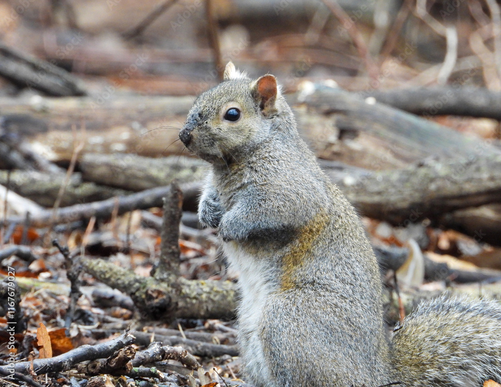 Fototapeta premium Squirrel - Cute Animal Wildlife - North American Tree Squirrels