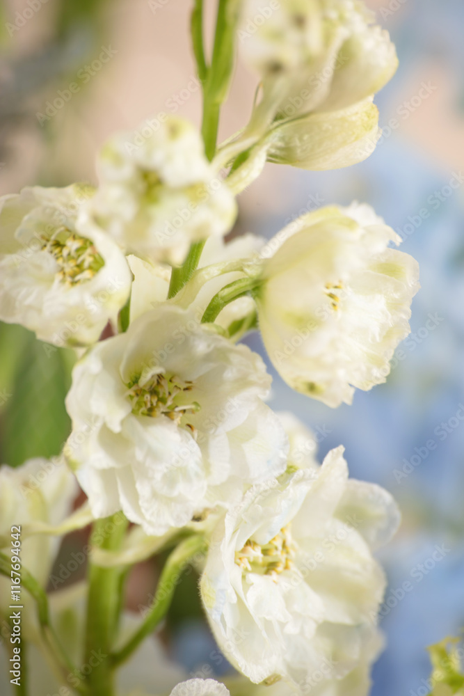 Close-Up of White Delphinium Flowers with Delicate Details Close-Up of White Delphinium Flowers with Delicate Details