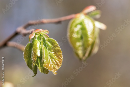 New leaves on the branches of a tree.