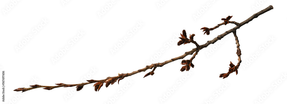 Spring poplar branch with buds, isolated on white. Spring poplar branch with buds, isolated on white.