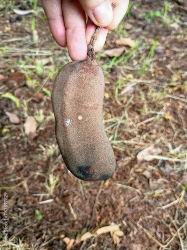 Jatoba fruit  photo