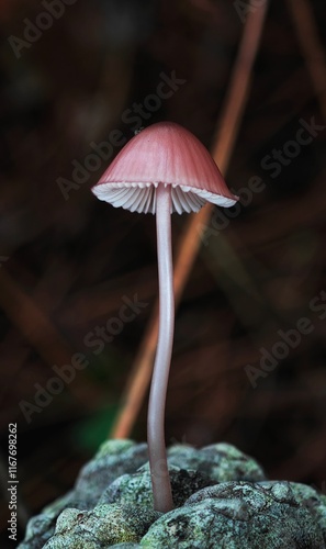 mushroom in the forest