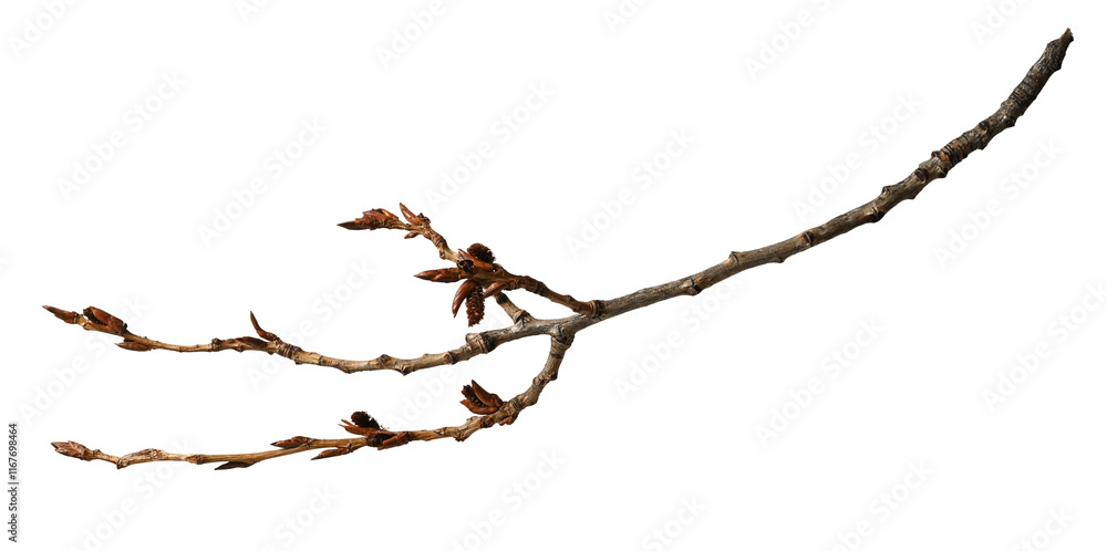 Poplar branch with buds isolated on white background. Poplar branch with buds isolated on white background.