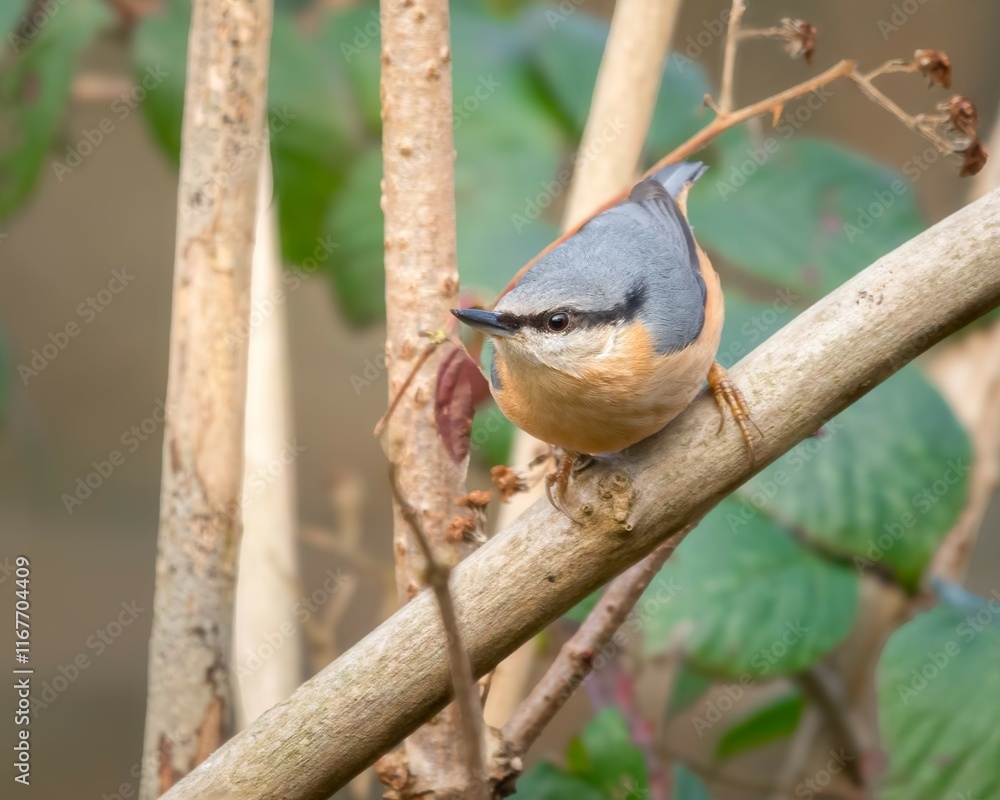 Naklejka premium Nuthatch