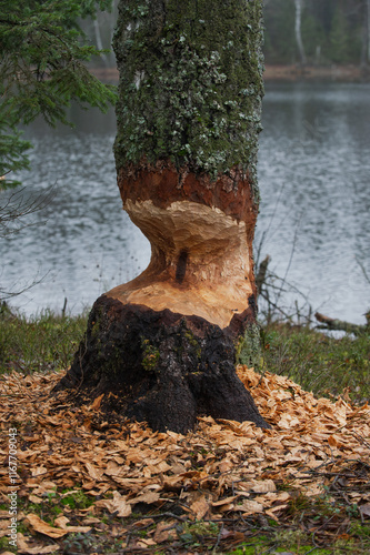Fototapeta Naklejka Na Ścianę i Meble -  Jezioro Biale i Jezioro Czarne, k. Wydmin, Mazury, Polska, 21-28 grudnia 2024, fot. Jarek Zuzga