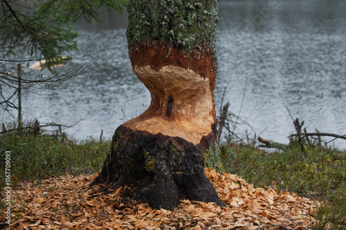 Fototapeta Naklejka Na Ścianę i Meble -  Jezioro Biale i Jezioro Czarne, k. Wydmin, Mazury, Polska, 21-28 grudnia 2024, fot. Jarek Zuzga