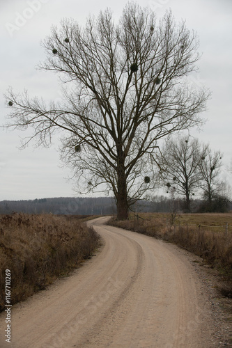 Fototapeta Naklejka Na Ścianę i Meble -  Wezowka k. Wydmin, Mazury, Polska, 21-28 grudnia 2024, fot. Jarek Zuzga