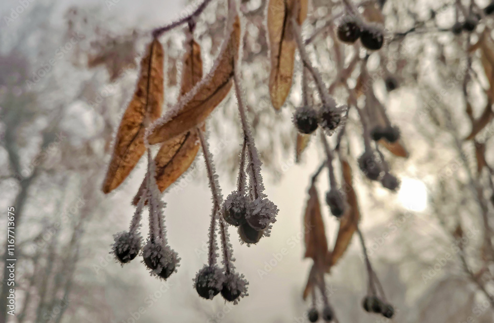 Frost on the leaves, Small leaved lime (Tilia)