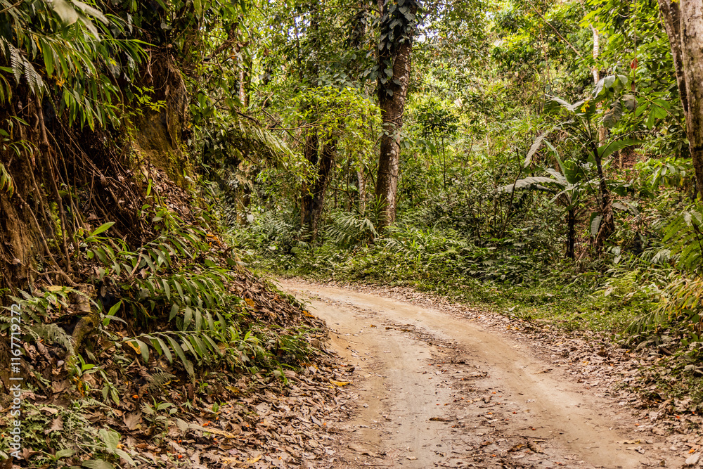 Road in a forest near Minca, Colombia.. Road in a forest near Minca, Colombia..