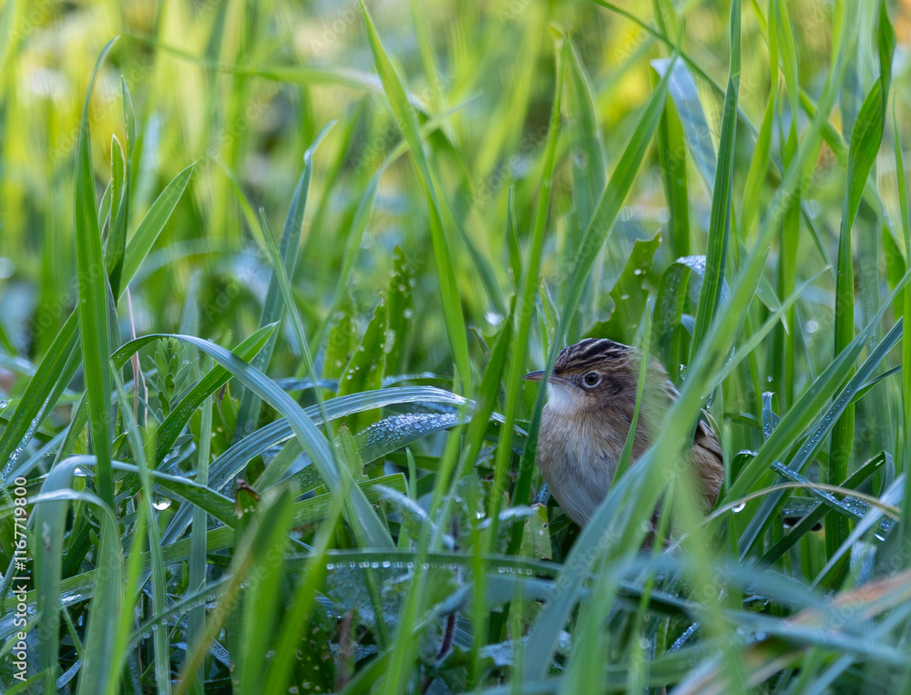 Obraz premium Taking advantage of Christmas to photograph the birds around my house!