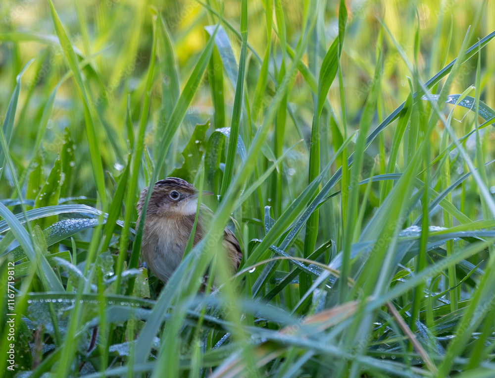 Obraz premium Taking advantage of Christmas to photograph the birds around my house!