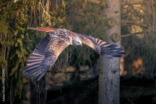 Majestic bird of prey soaring through forest photo