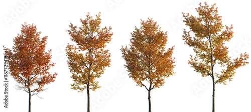 Liquidambar formosana trees frontal isolated premium png on a transparent background cutout (Formosan gum, Chinese sweet gum, Formosa sweet gum)