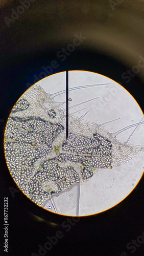 Bilde på lerret Microscope Plant Biology