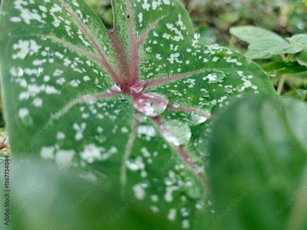 Leaf, water drop on leafs Leaf, water drop on leafs