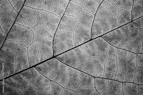 Εκτύπωση καμβά Macro leaf veins texture in black and white