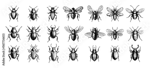Insects engraving vector set. Dragonflies beetles flies drawing of ladybug arthropods species different bugs, monochrome hand drawn sketches isolated on white background