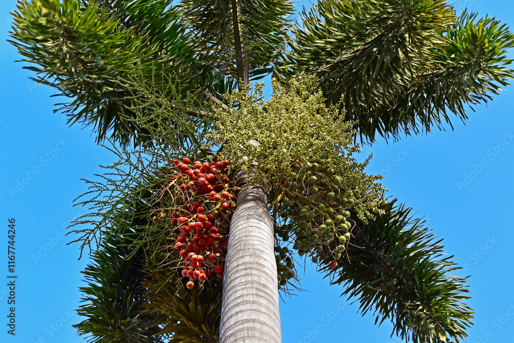 Palm tree fruits and flowers in Maracanã district, Rio de Janeiro, Brazil