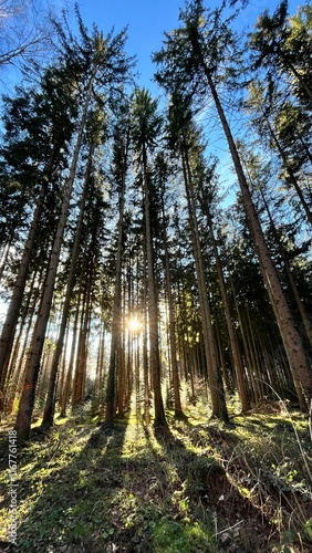 Malerischer Wald mit hohen Nadelbäumen, durch die die Sonne hindurchscheint. Die langen Schatten der Baumstämme fallen auf den mit Moos und Vegetation bedeckten Waldboden. Klare, blaue Himmel im Hinte