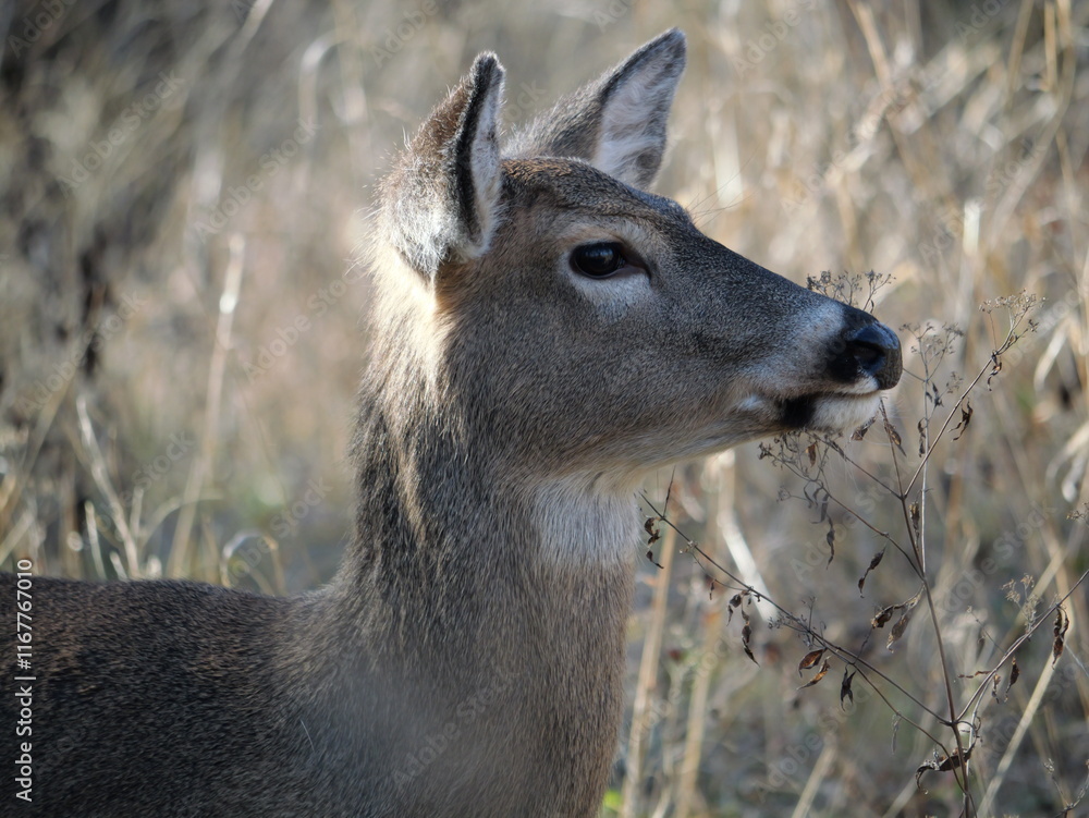 Whitetailed Deer on a Cold Midwestern Morning Whitetailed Deer on a Cold Midwestern Morning
