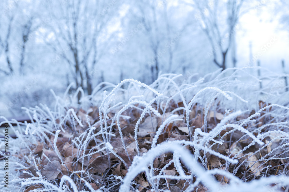 frost on the branches frost on the branches