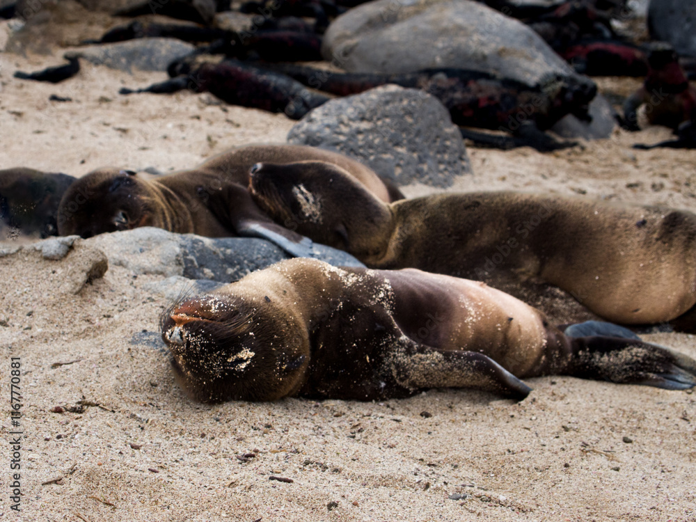 Fototapeta premium Sleeping Galapagos sea lion cubs