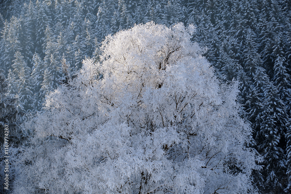Fototapeta premium Raureifbedeckter Wald - frosted trees
