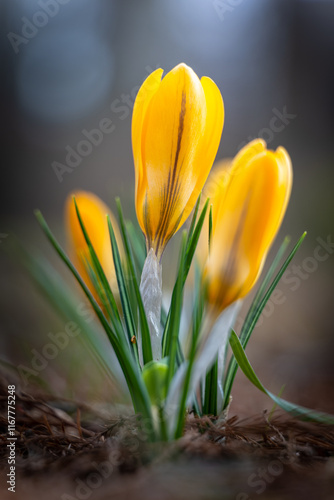 Frühlingserwachen