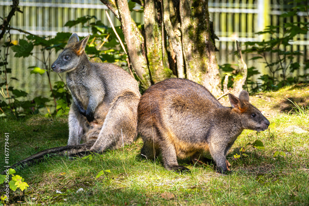 Naklejka premium Swamp Wallaby, Wallabia bicolor, is one of the smaller kangaroos