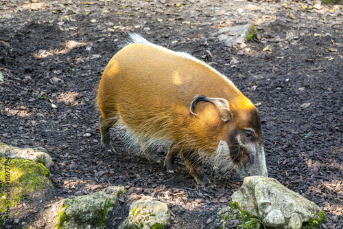 Red river hog, Potamochoerus porcus, also known as the bush pig. photo