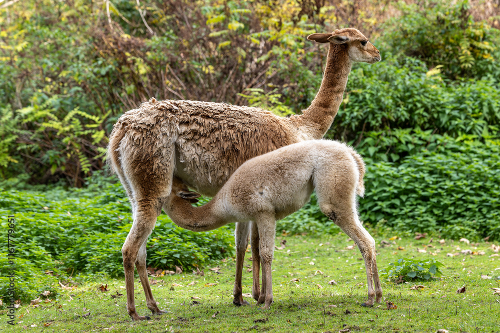 Fototapeta premium Baby Vicuna, Vicugna Vicugna, relatives of the llama