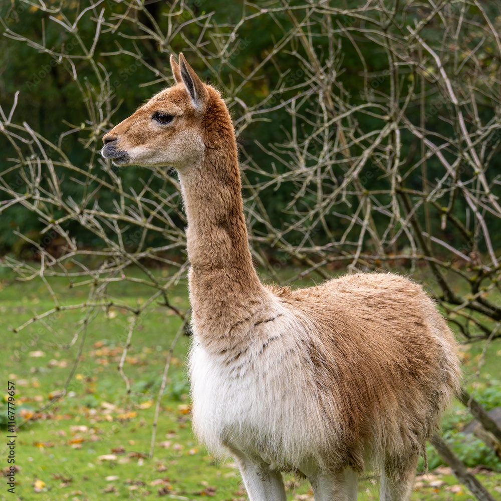 Vicunas, Vicugna Vicugna, relatives of the llama in a German park Vicunas, Vicugna Vicugna, relatives of the llama in a German park