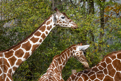 The giraffe, Giraffa camelopardalis is an African mammal photo