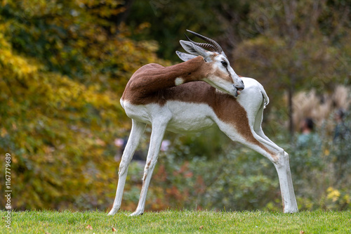 Dama gazelle, Gazella dama mhorr or mhorr gazelle is a species of gazelle photo