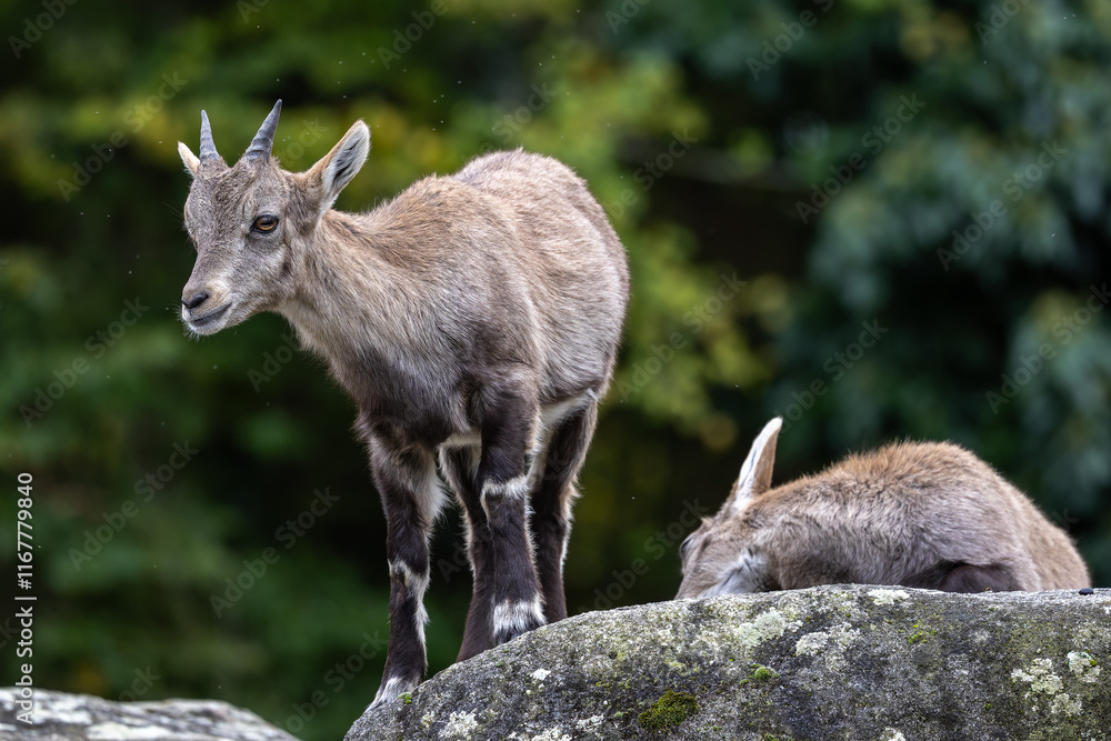 Fototapeta premium Young baby mountain ibex or capra ibex on a rock