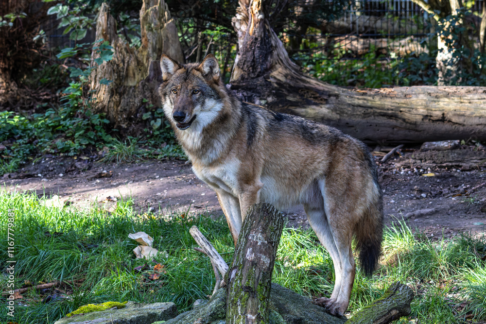 Obraz premium European Grey Wolf, Canis lupus in a german park