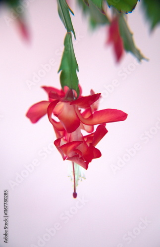 Schlumbergera Truncata in bloom,  with red flowers,  Flor de Maio (May flower),  Christmas cactus, Thanksgiving cactus, crab cactus and holiday cactus, on pink background photo