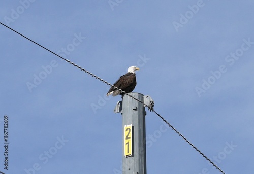 A bald eagle on a power line, Colorado photo