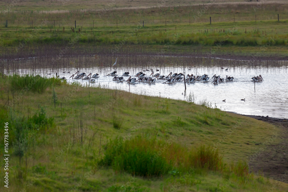 Photograph of a large flock of Pelicans paddling on an irrigation lake in regional New South Wales, Australia. Photograph of a large flock of Pelicans paddling on an irrigation lake in regional New South Wales, Australia.