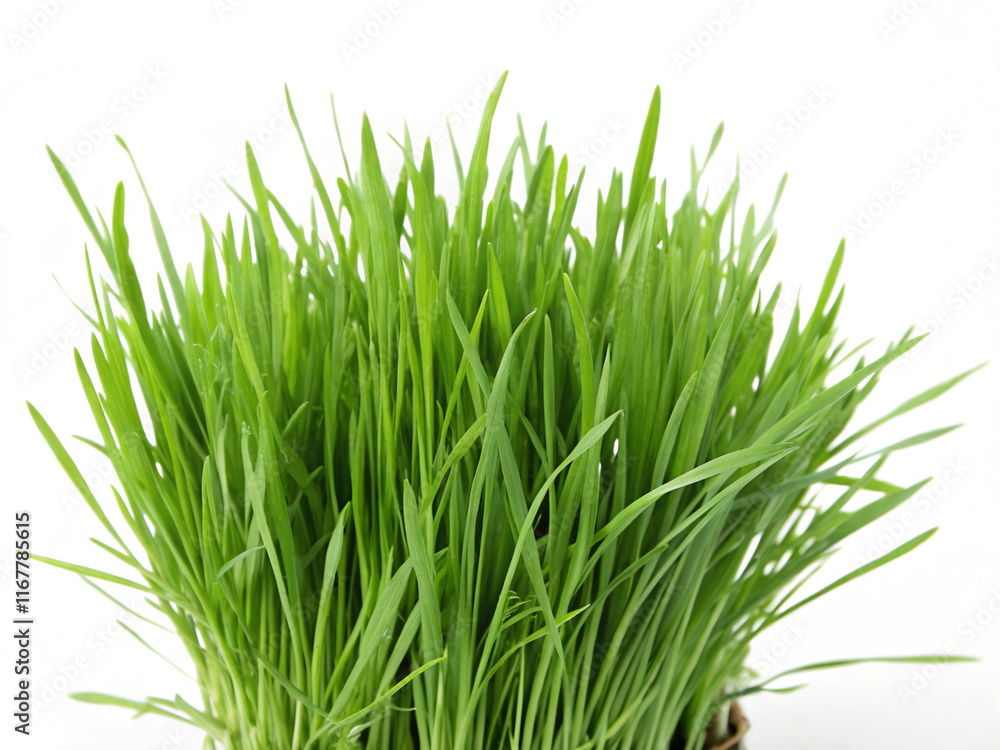 Fototapeta premium green grass isolated on white background