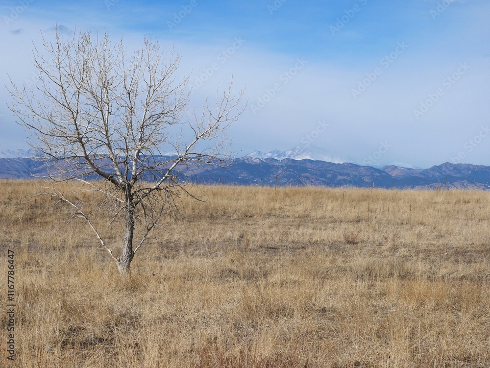 Winter prairie tree with the Rocky Mountains in the background, Colorado Winter prairie tree with the Rocky Mountains in the background, Colorado