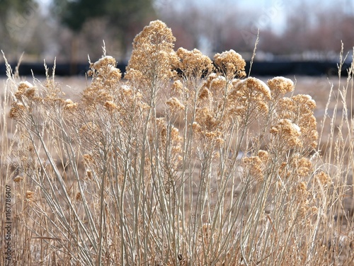 Rubber rabbitbrush flowers in winter, Colorado photo