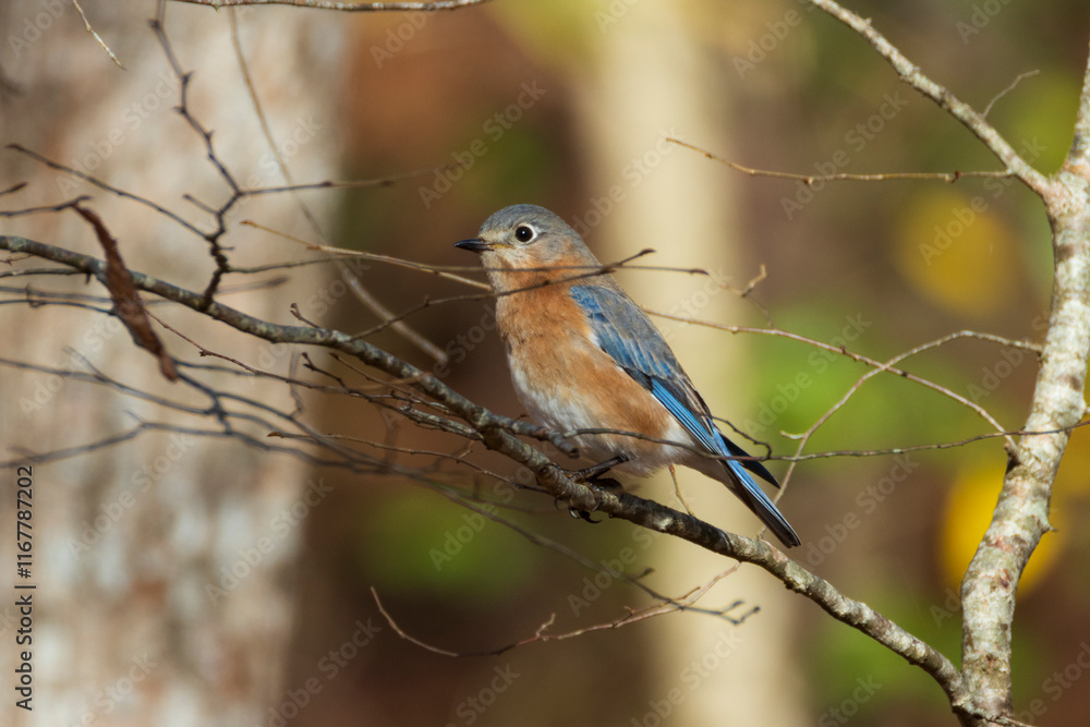 Fototapeta premium Bluebird on branch