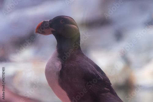 Puffin at the GA aquarium