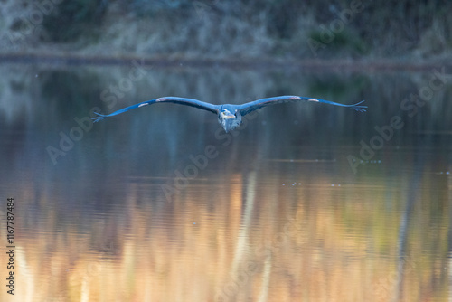 Great Blue Heron in flight at Murphey Candler